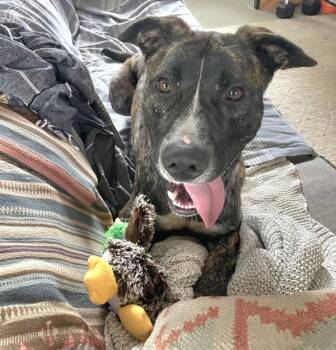 Labrador Retriever Dogs Available for Adoption - Oscar | PetCurious