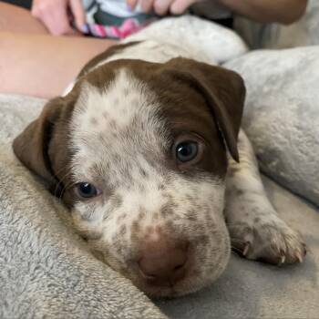 Rescue Pointer Dogs for Adoption in Austin, Texas - Luna | PetCurious