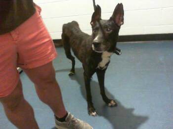 A1269922 -  Mixed Breed Dog for Adoption in Charlotte, North Carolina - A1269922 | PetCurious