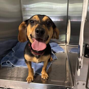 Muddy -  Dachshund and Mixed Breed Dog for Adoption in Greensboro, North Carolina - Muddy | PetCurious