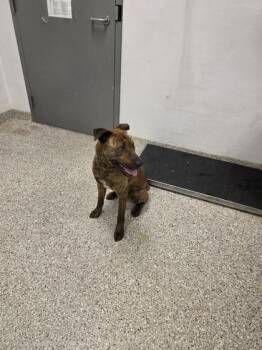 Shepherd and Mixed Breed Dogs Available for Adoption in Gastonia, North Carolina - Serengeti | PetCurious