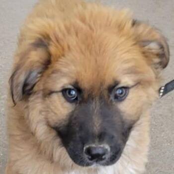 Mixed Breed Dogs Available for Adoption in Las Cruces, New Mexico - Caramel | PetCurious