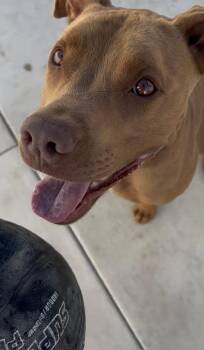 CANELO (16 months in boarding) -  American Staffordshire Terrier and Pit Bull Terrier Dog for Adoption in Los Angeles, California - CANELO (16 Months In Boarding) | PetCurious