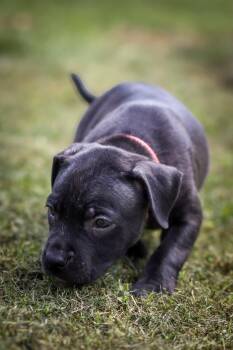 Mocha -  Pit Bull Terrier Dog for Adoption in Carmel Hamlet, New York - Mocha | PetCurious