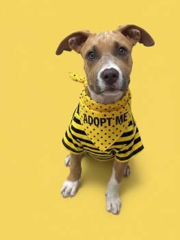 Caleb-ADOPT Me -  Pit Bull Terrier Dog for Adoption in Redondo Beach, California - Caleb-ADOPT Me | PetCurious