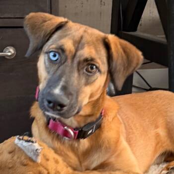 Paisley -  Husky Dog for Adoption in Mettawa, Illinois - Paisley | PetCurious