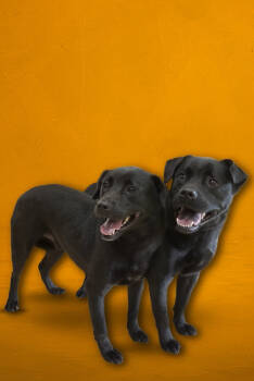 Rescue Labrador Retriever and Shepherd Dogs for Adoption in Douglasville, Georgia - Luke | PetCurious