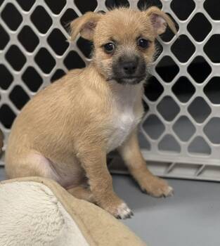 Terrier and Mixed Breed Dogs Available for Adoption - Jolene  | PetCurious