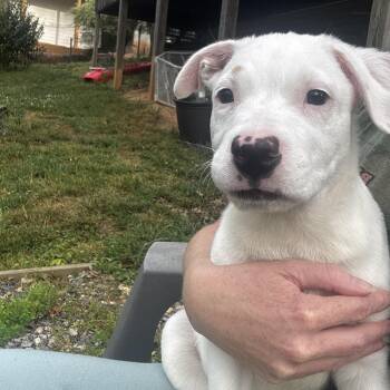 Labrador Retriever Dogs Available for Adoption in Cumming, Georgia - Echo | PetCurious