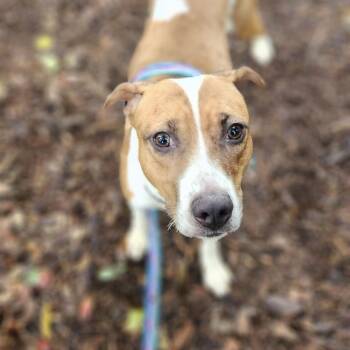 Rescue Pit Bull Terrier and Hound Dogs for Adoption in Warrenton, Oregon - McNugget (Athena) | PetCurious
