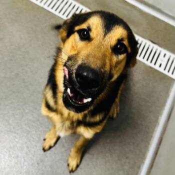 Paco -  German Shepherd Dog Dog for Adoption in Des Moines, Iowa - Paco | PetCurious