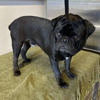 Elvis - City of Industry Location -  Pug Dog for Adoption in Chino Hills, California - Elvis - City Of Industry Location | PetCurious