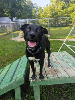 Rescue Black Labrador Retriever Dogs for Adoption in Calhoun, Georgia - Harley | PetCurious