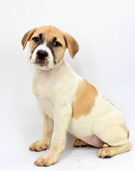 Chloe -  Beagle and Boxer Dog for Adoption in Morton Grove, Illinois - Chloe | PetCurious