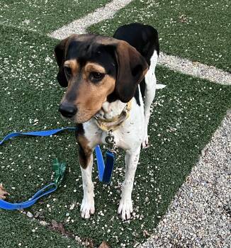 Rescue Treeing Walker Coonhound Dogs for Adoption in Medfield, Massachusetts - Susie | PetCurious