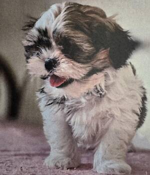 Shih Poo Dogs Available for Adoption - Wells  | PetCurious