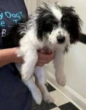 Parson -  English Springer Spaniel Dog for Adoption in Dawson, Georgia - Parson | PetCurious