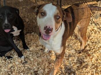 Rescue Labrador Retriever and Husky Dogs for Adoption in Fosters, Alabama - DUSTY | PetCurious