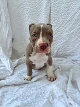 Valley -  American Staffordshire Terrier Dog for Adoption in Grafton, Massachusetts - Valley | PetCurious