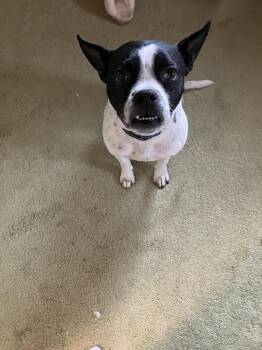 Boston Terrier Dogs Available for Adoption - Miles | PetCurious