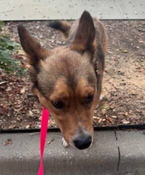 Rescue Corgi and Shepherd Dogs for Adoption in Highland Village, Texas - Stray 1 | PetCurious