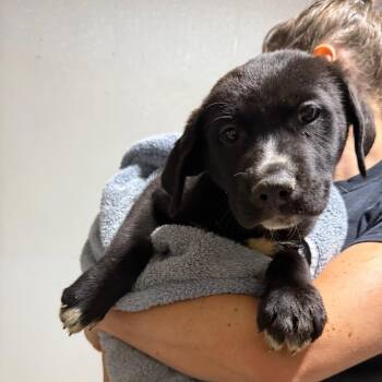 Porsche -  Mixed Breed Dog for Adoption in Savannah, Georgia - Porsche | PetCurious