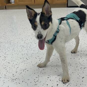 Rescue Cattle Dog Dogs for Adoption in Portage, Michigan - Molly | PetCurious