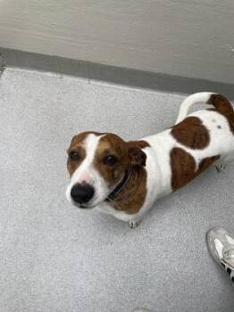 Noah -  Parson Russell Terrier and American Bulldog Dog for Adoption in Brunswick, Georgia - Noah | PetCurious