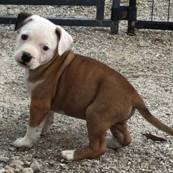 Pit Bull Terrier Dogs Available for Adoption in Chesapeake, Virginia - Wrigley | PetCurious