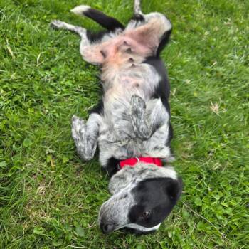 Australian Shepherd and Mixed Breed Dogs Available for Adoption in Stormville, New York - CT Amy | PetCurious