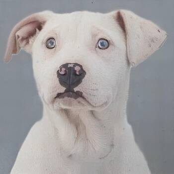 Pit Bull Terrier and Catahoula Leopard Dog Dogs Available for Adoption - Bellerose | PetCurious