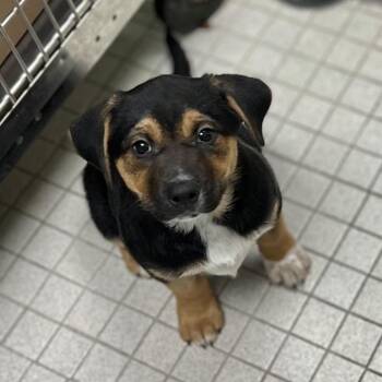 Mixed Breed Dogs Available for Adoption in Westhampton, New York - Gigi | PetCurious