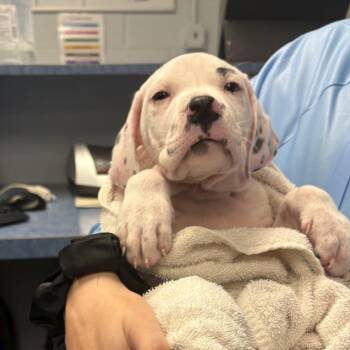 Labrador Retriever and Mixed Breed Dogs Available for Adoption - Brake Pad | PetCurious