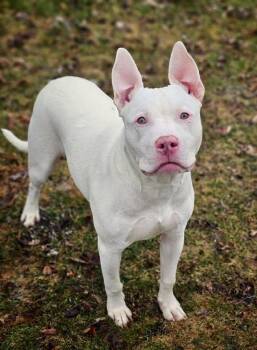 Pit Bull Terrier Dogs Available for Adoption in Bay City, Michigan - Terry | PetCurious