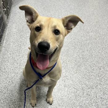 Rescue Labrador Retriever and German Shepherd Dog Dogs for Adoption in Grand Rapids, Michigan - Bandit | PetCurious