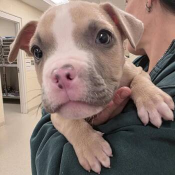 Mixed Breed Dogs Available for Adoption - Baron | PetCurious