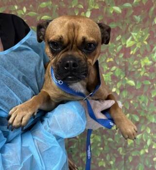 Pug and Mixed Breed Dogs Available for Adoption in San Antonio, Texas - Gargoyle | PetCurious