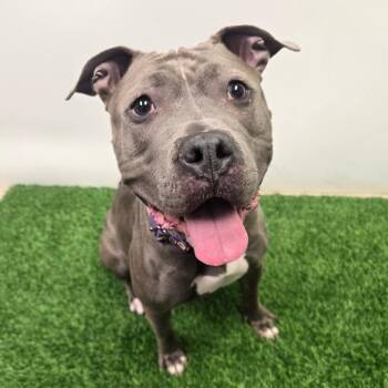 Pit Bull Terrier Dogs Available for Adoption in Columbia, Missouri - Jules | PetCurious