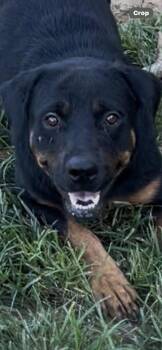 Rottweiler Dogs Available for Adoption - GRETTA | PetCurious