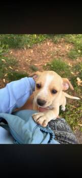 Terrier and Mixed Breed Dogs Available for Adoption in Gastonia, North Carolina - Goose | PetCurious