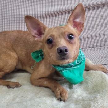 Chihuahua Dogs Available for Adoption in Manchester, New Hampshire - DJ Ruff Draft In NH. Come Meet Our Adoptable Dogs Wednesday-Satu | PetCurious