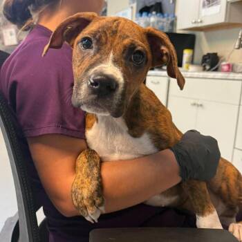 Tokyo -  Mixed Breed Dog for Adoption in Huntington, West Virginia - Tokyo | PetCurious