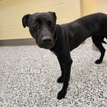 Rescue Pit Bull Terrier Dogs for Adoption in Madisonville, Tennessee - England | PetCurious