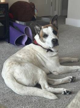 Rescue Mixed Breed Dogs for Adoption in Cincinnati, Ohio - Trev | PetCurious