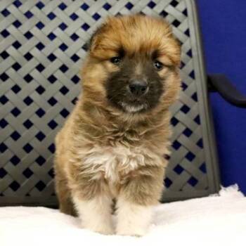 Shetland Sheepdog Sheltie Dogs Available for Adoption in Midland, Texas - Cora | PetCurious