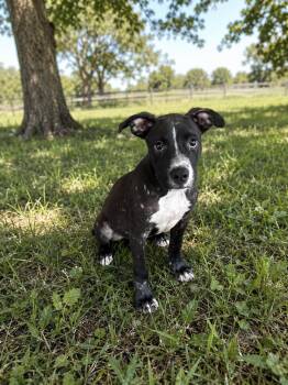 Knox -  Pit Bull Terrier and Mixed Breed Dog for Adoption in Mexia, Texas - Knox | PetCurious