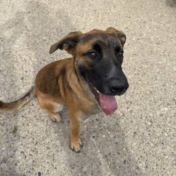 Mixed Breed Dogs Available for Adoption - Rucker | PetCurious