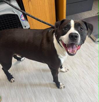 Nino -  Pit Bull Terrier and Mixed Breed Dog for Adoption in Marion, Ohio - Nino | PetCurious