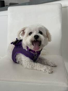 Ravishing Rory -  Bichon Frise and Maltese Dog for Adoption in Carlsbad, California - Ravishing Rory | PetCurious