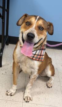 Bruno -  English Coonhound and Black Mouth Cur Dog for Adoption in Cumming, Georgia - Bruno | PetCurious